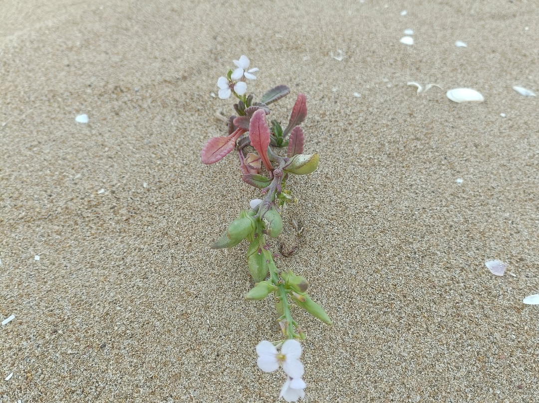 Playa de Xeraco-Xeraco必去景点