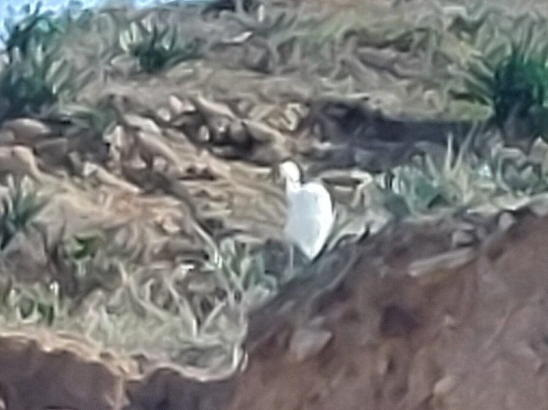 Palmahim Beach National Park-Rishon Lezion必去景点