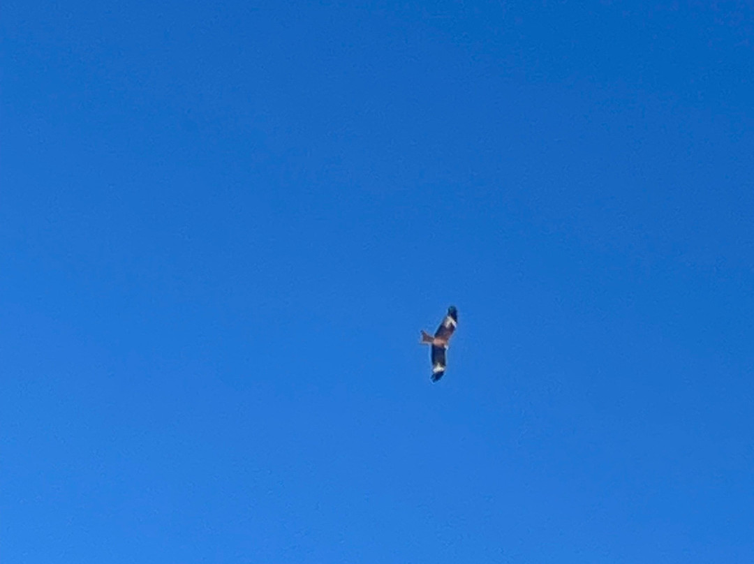 Bellymack Hill Farm - Kite Feeding Station景点图片