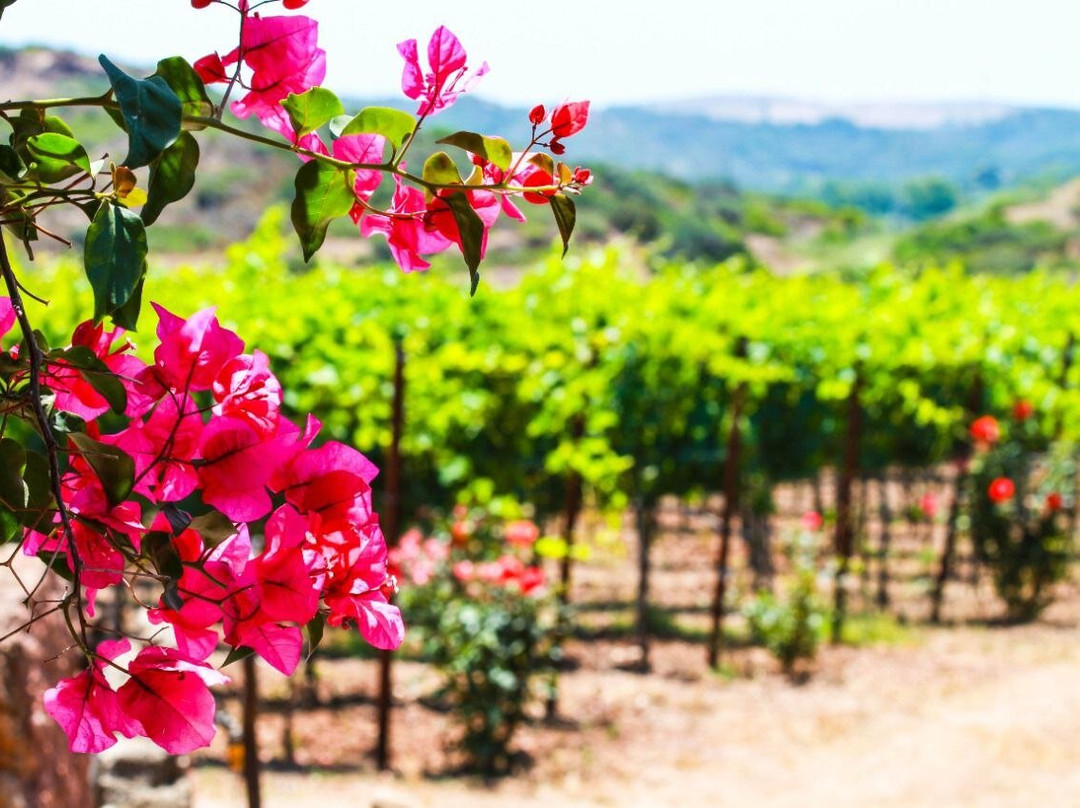 Il Vigneto Bed And Breakfast主图