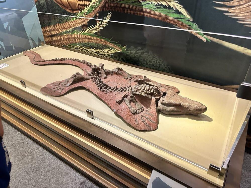 Raymond M. Alf Museum of Paleontology景点图片