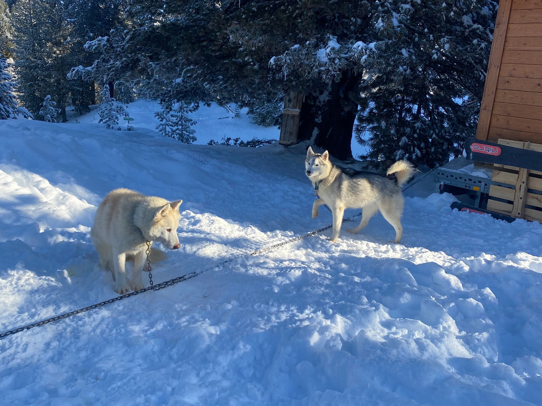 Huskysleddog景点图片