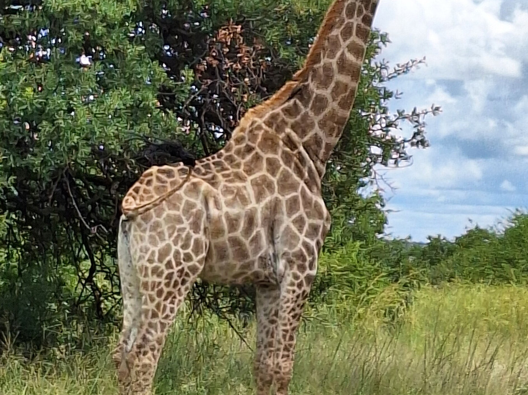 Lion and Cheetah Sanctuary-柯立南必去景点