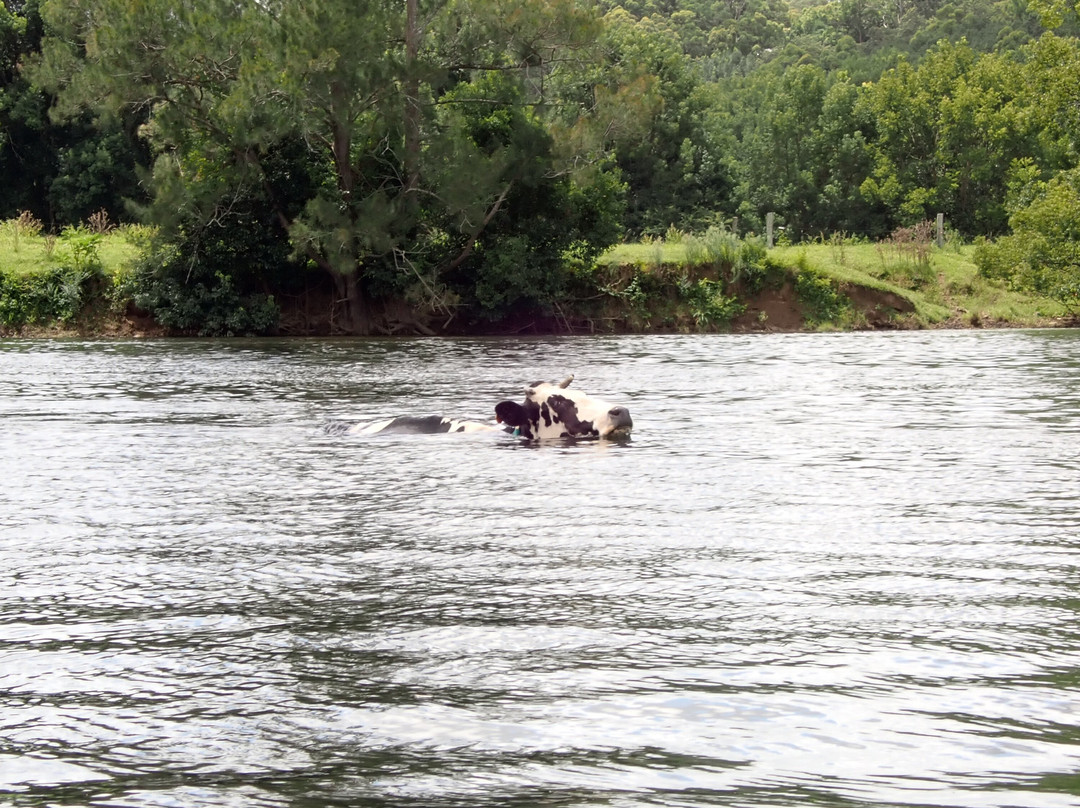 Bellingen Canoe Adventures景点图片