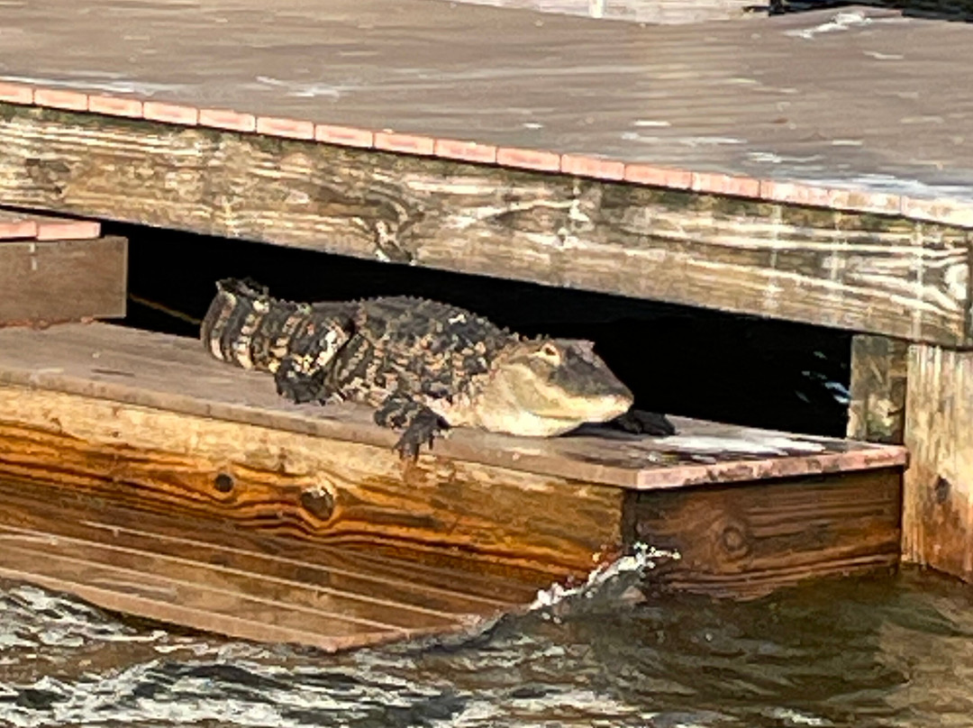 Chain of Lakes Park-温特黑文必去景点