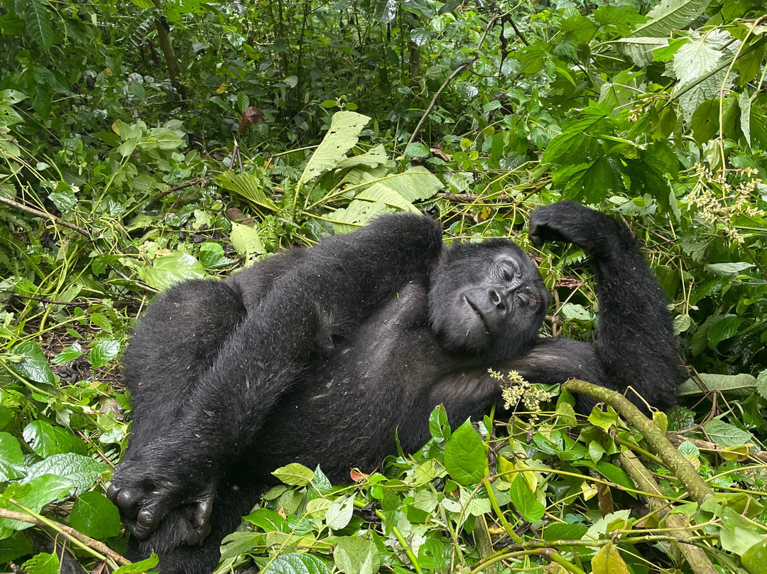 Mukisa Safaris-坎帕拉必去景点