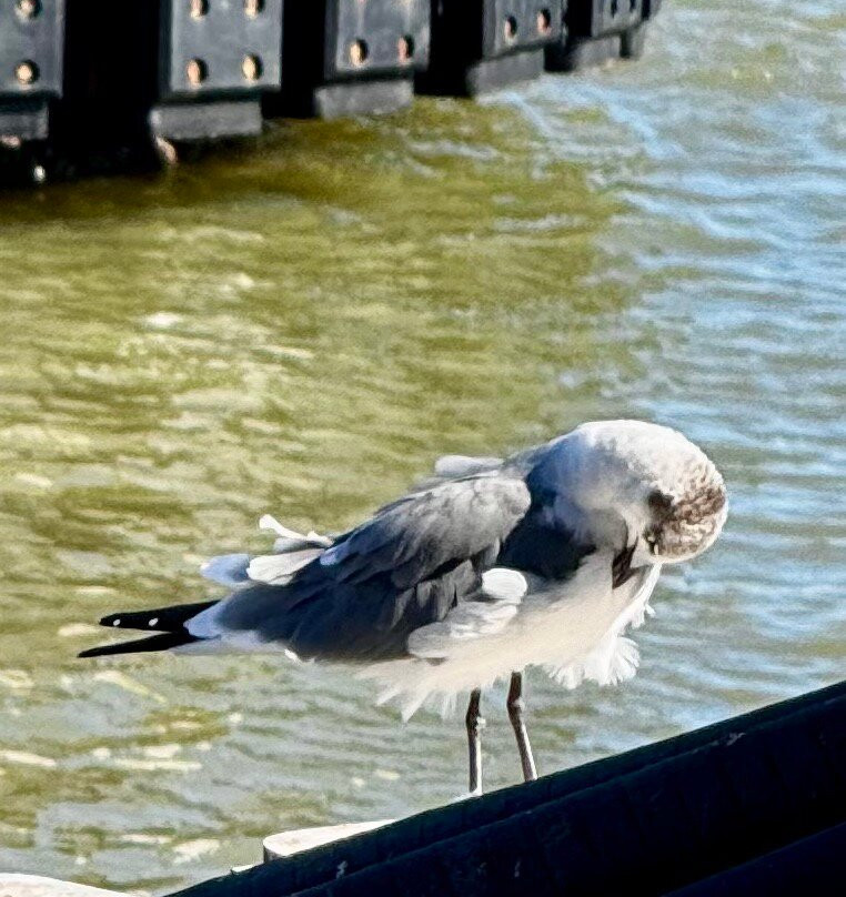 Galveston - Port Bolivar Ferry-盖维斯顿必去景点