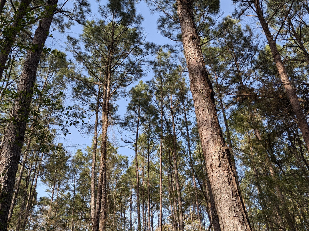 Lake Livingston State Park-利文斯顿必去景点