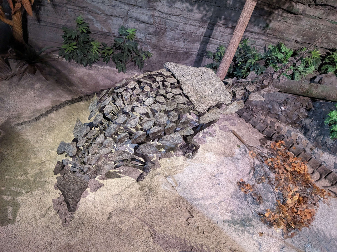 Mountain America Museum of Ancient Life景点图片