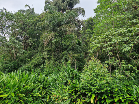 Travelon Tours Sri Lanka-瓦勒迦玛必去景点