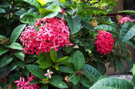 Antilles At Sapphire Beach Resort主图