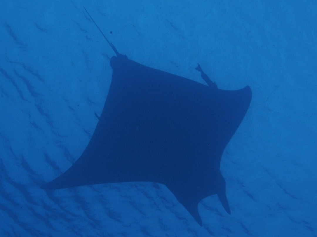 Sub-Tropic Adventures-Jamestown必去景点