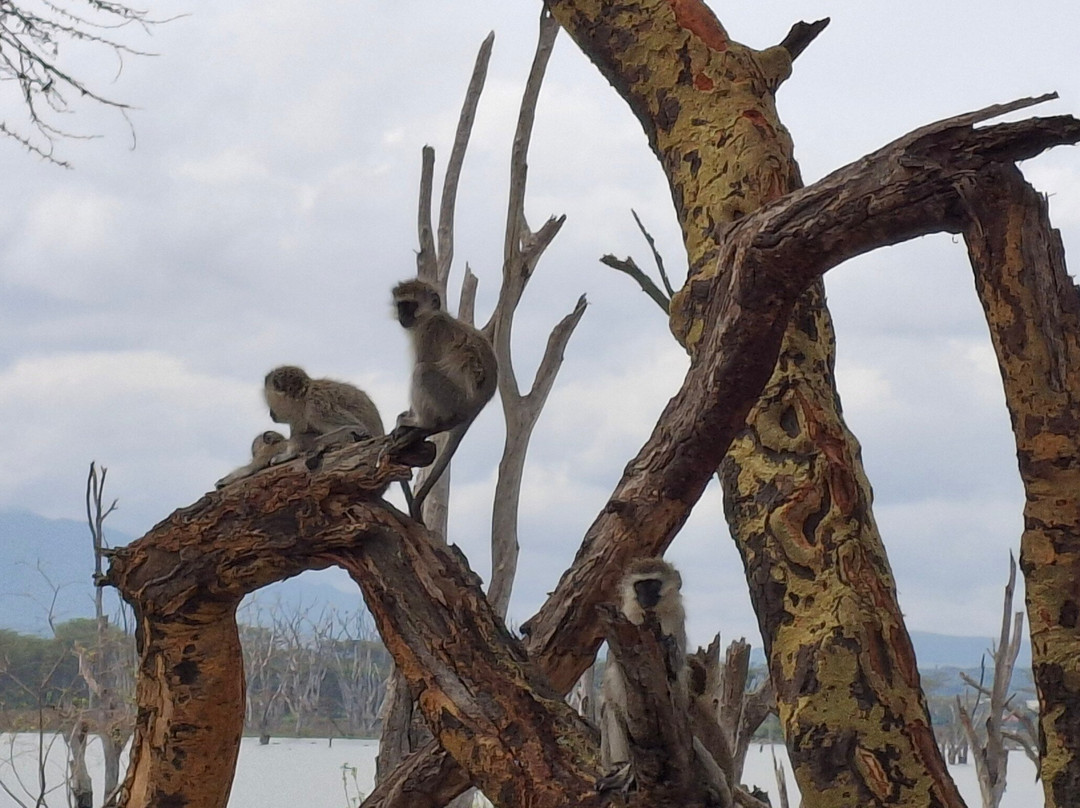 Topcats Safaris Ltd-内罗毕必去景点