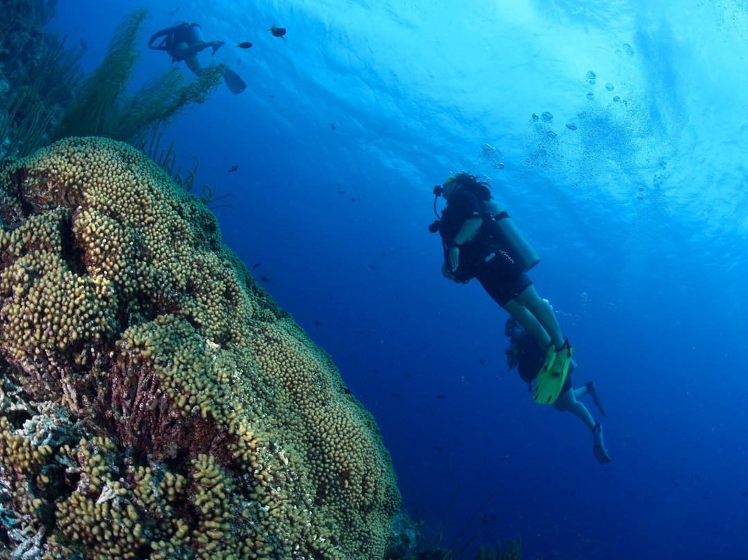 Jan Thiel Diving-威廉斯塔德必去景点