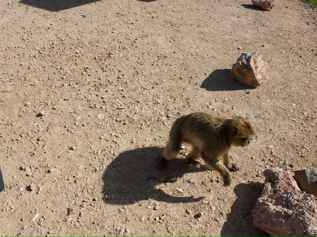 Azrou Cedar Forest-Azrou必去景点