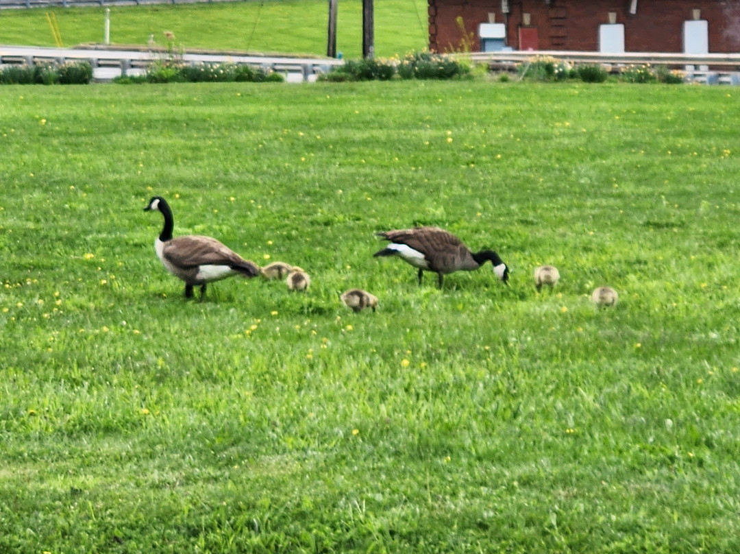 Cobblestone Hotel & Suites - Greenville主图