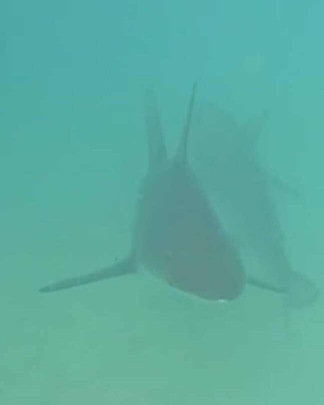 Blue Evolution-Zeeland必去景点