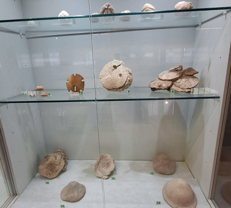 Museo Dei Paleoambienti Sulcitani-Carbonia必去景点