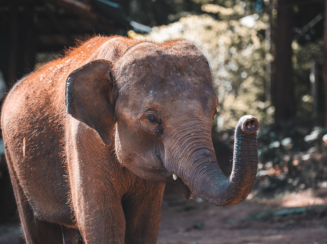 Elephant Special Tours-清迈府必去景点