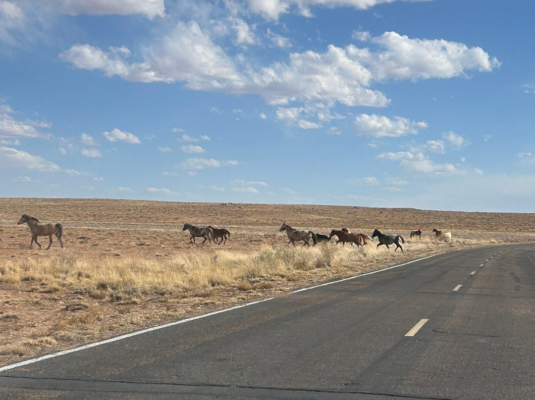 Homolovi State Park-温斯洛必去景点