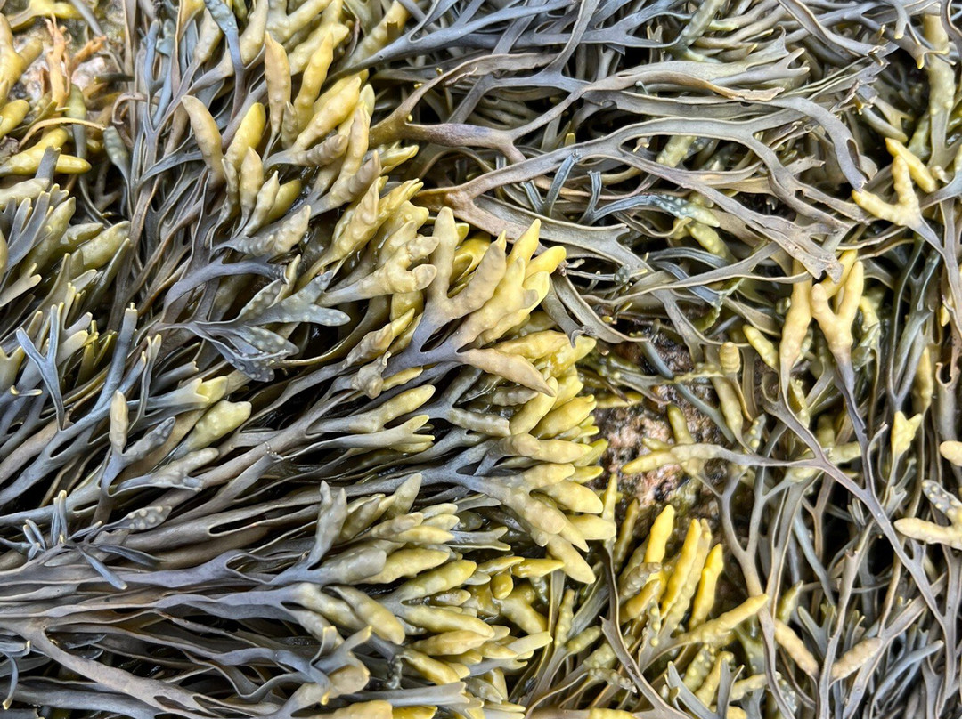 Mungo Murphy's Seaweed Co.景点图片