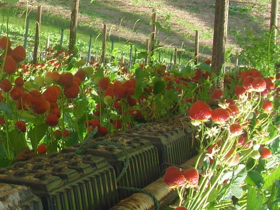Clive's Fruit Farm-Upton upon Severn必去景点