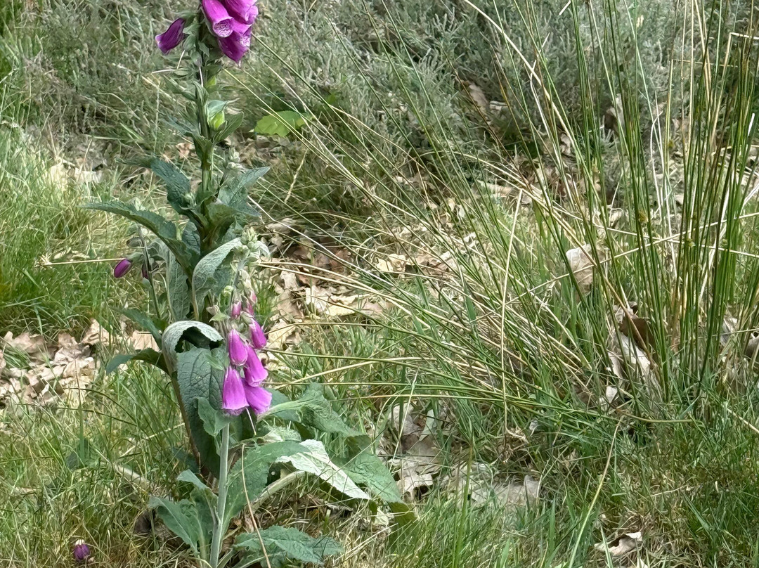 RSPB Budby South Forest景点图片