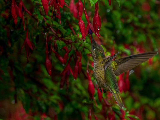 Tour Puerto Varas Photography-巴拉斯港必去景点