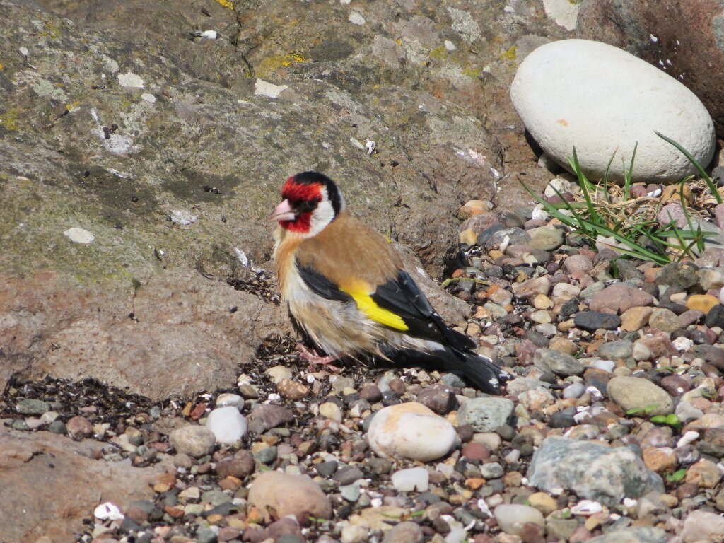 Machrihanish Seabird & Wildlife Observatory-Machrihanish必去景点