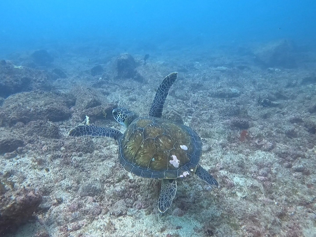 Scubacaribe Boa Vista-博阿维斯塔必去景点