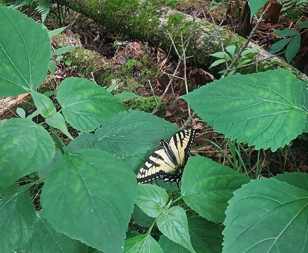 Red Leaf River Inn主图