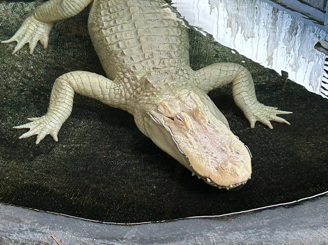 St. Augustine Alligator Farm Zoological Park-圣奥古斯丁必去景点
