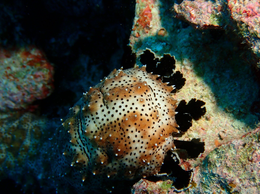 Aquaventure PADI 5 Star Dive Center-Maradhoo Island必去景点