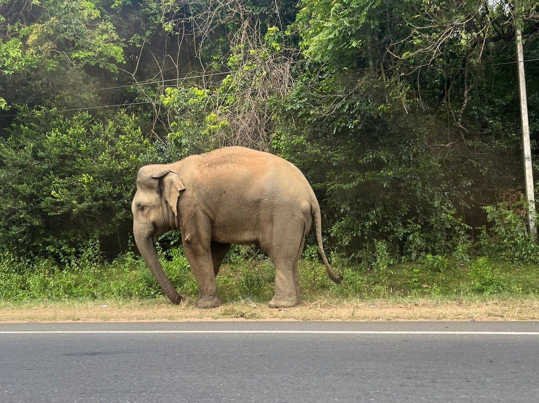 Ashintha Tours & Taxi Service Koggala-克拉必去景点