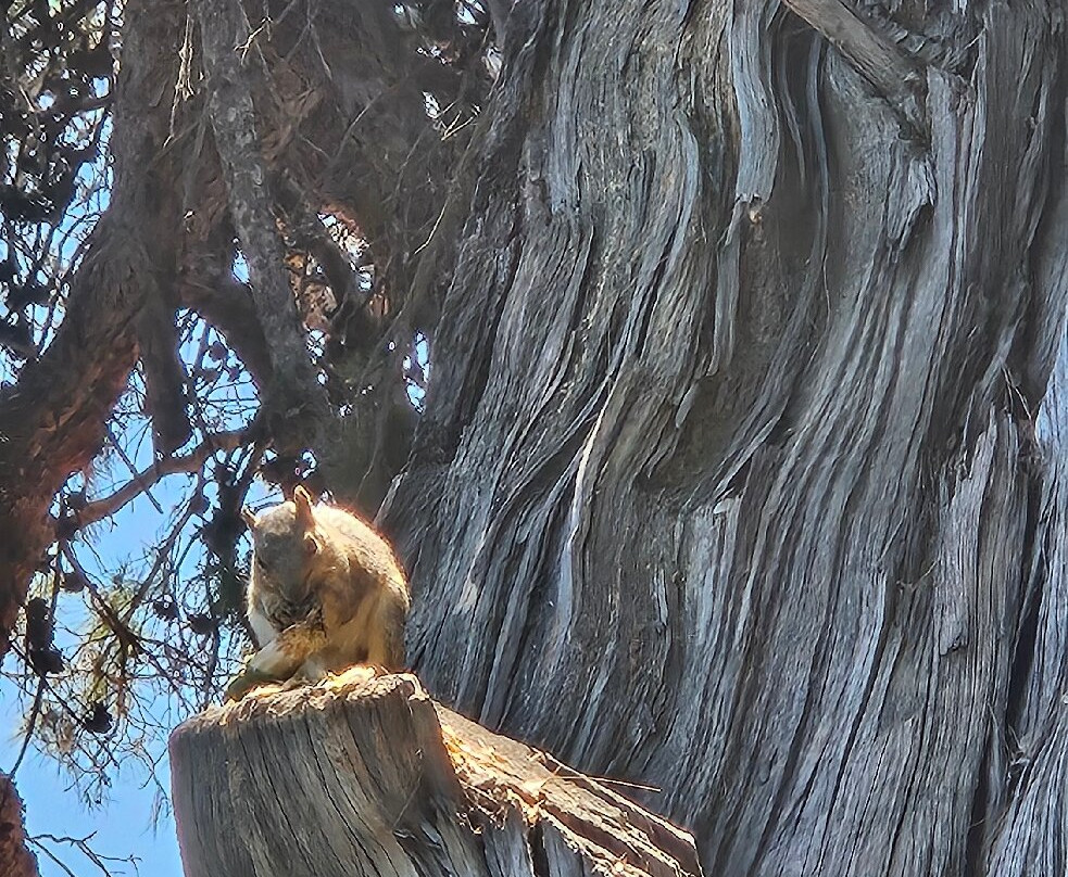 戴维斯大学植物园-戴维斯必去景点