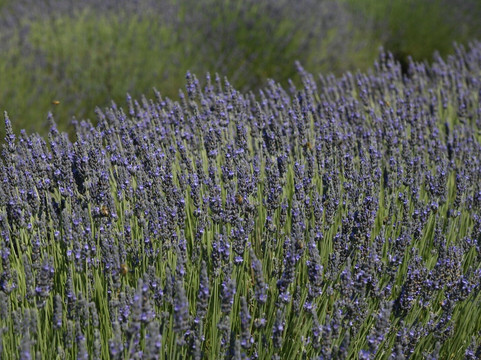 Foxen Canyon Farms-洛斯奥利沃斯必去景点