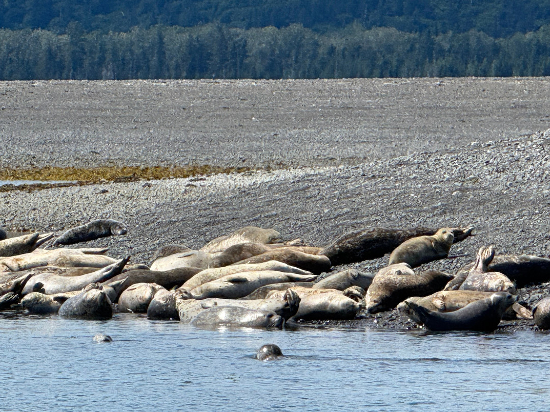 True North Kayak Adventures-荷马必去景点