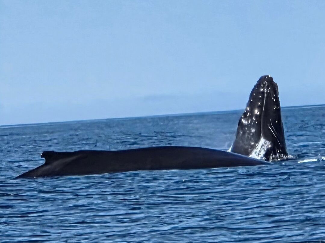 Seas the Day Boat Tours-Bonavista必去景点