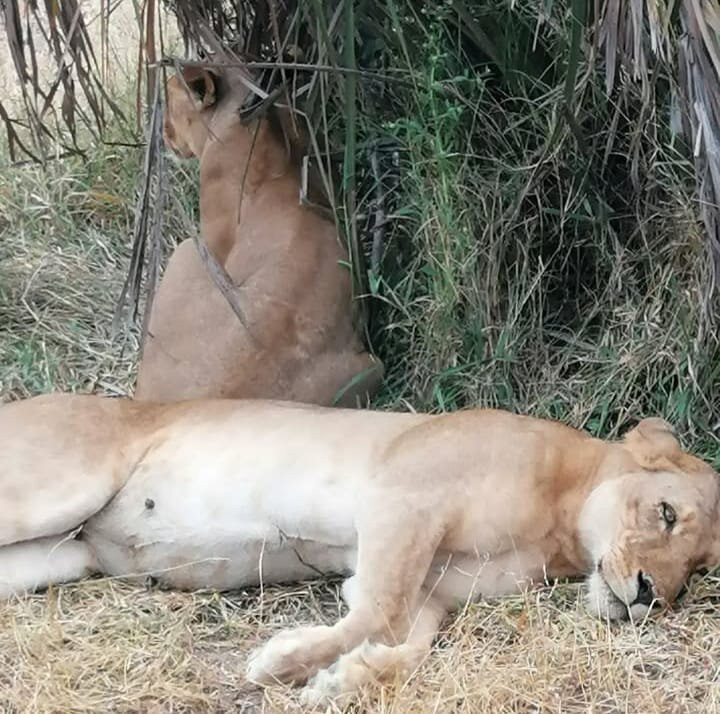 Selous Game Reserve-塞卢斯禁猎区必去景点