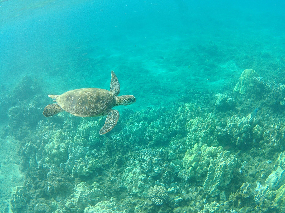 Shoreline Snuba-普卡兰尼必去景点