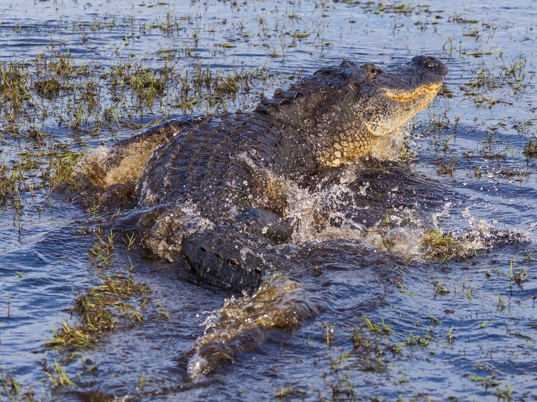 A St Johns River Airboat Tour-Christmas必去景点