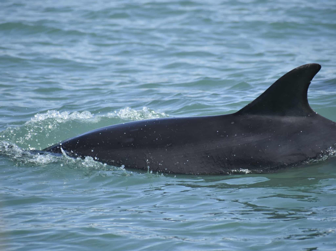 Barmouth Boat Trips-Barmouth必去景点