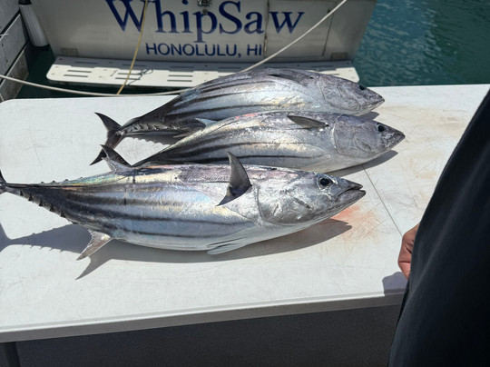 Whipsaw Sportfishing-火奴鲁鲁必去景点