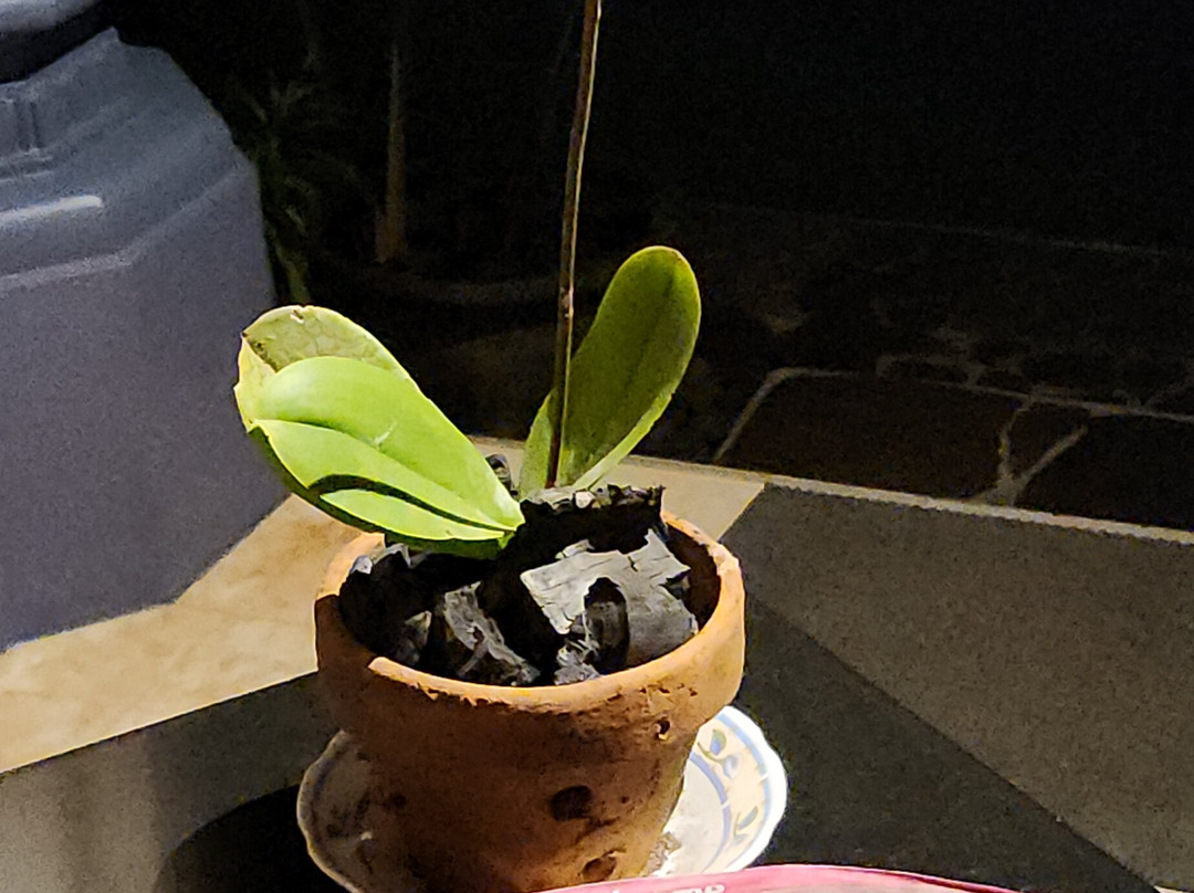 Kubu Kusuma Guest House Lovina主图