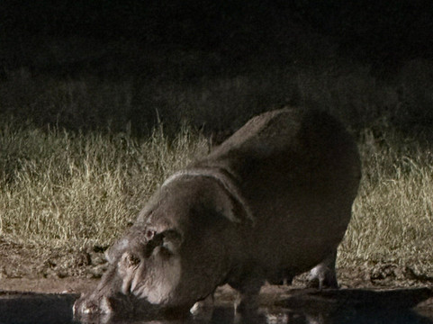 Callimero Safari-马林地必去景点