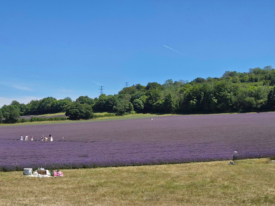 Castle Farm Shop-Shoreham必去景点