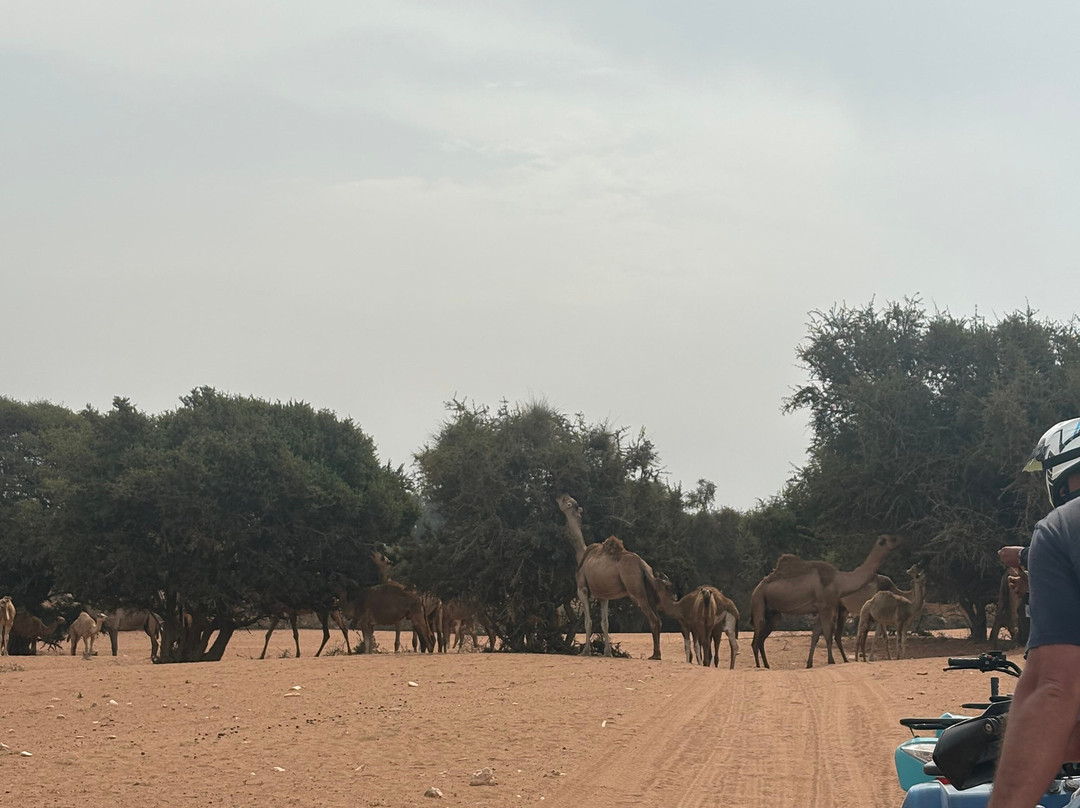 Elik Adventure Quad & Buggy Agadir-阿加迪尔必去景点