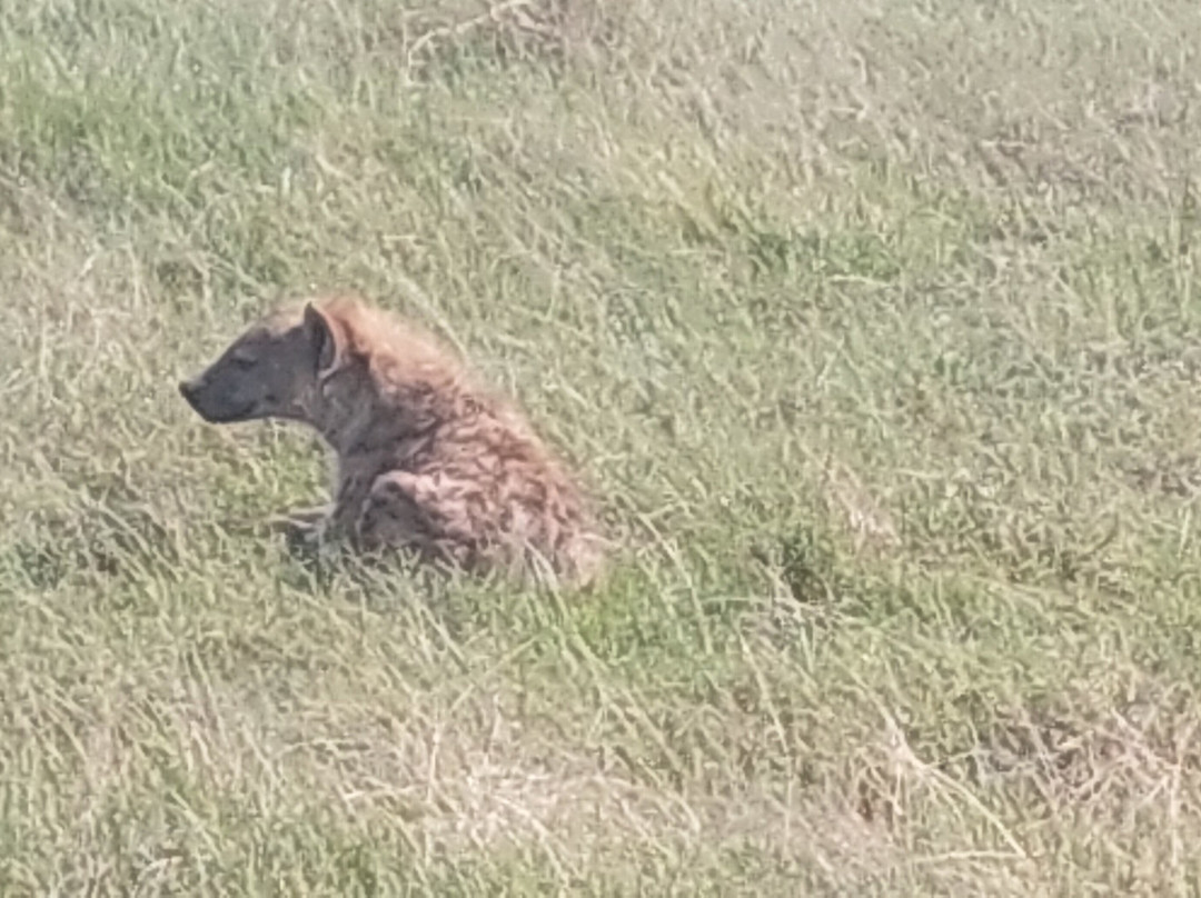 Lorna Safaris-内罗毕必去景点