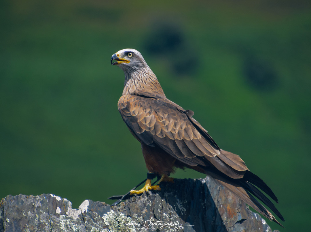 Les Aigles d'Aure - Volerie des Pyrenees-Arreau必去景点