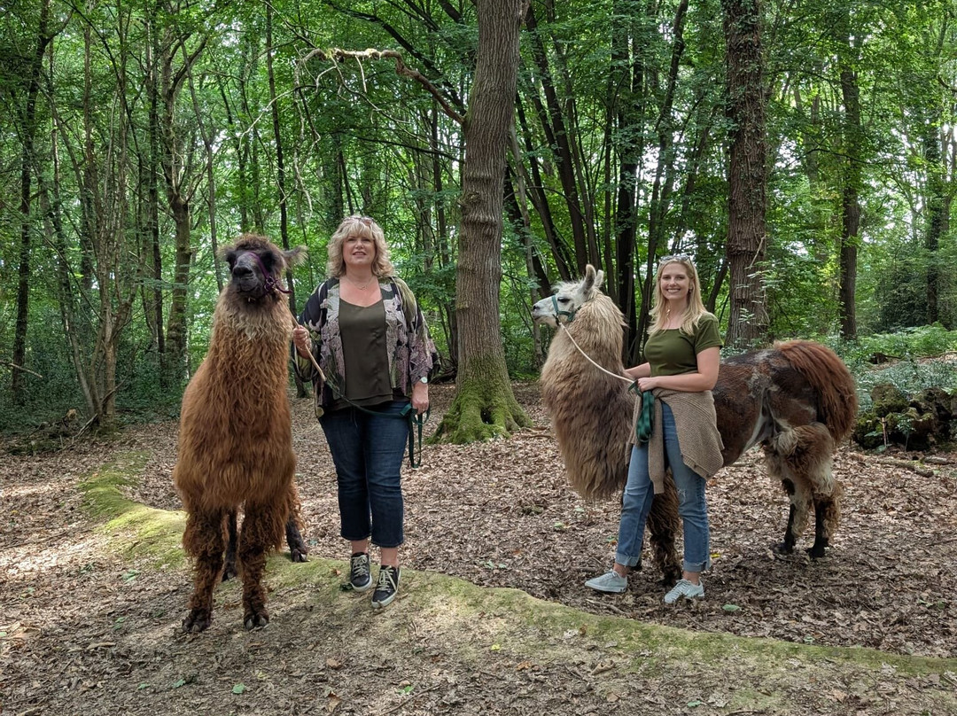 Briery Hill Llamas-Kilcot必去景点